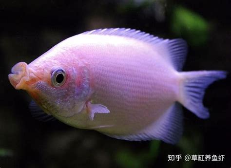 接吻魚飼養|接吻鱼怎么养？从选鱼到繁殖小鱼，这些经验能帮你养。